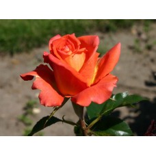 Моніка (Monica)