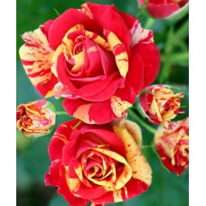 Флеш Фаєр (Flash Fire)