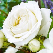 Біла Симфонія (White Symphony)